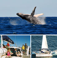 Albany Whale Tours