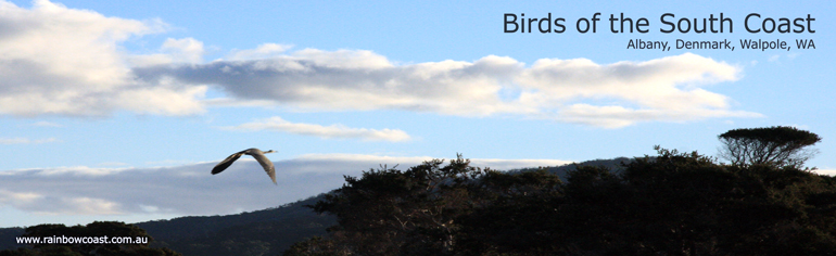 Birds of the South Coast of Western Australia