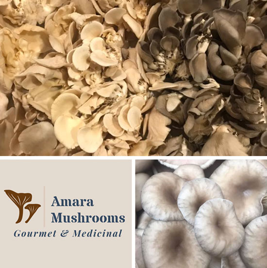 Amara Mushrooms