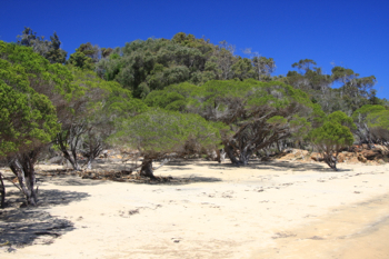 Broke Inlet Shoreline in D'entrecasteaux National Park