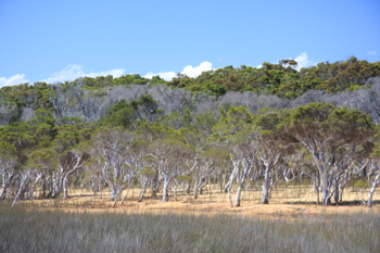 Trees at Broke Inlet, Walpole WA