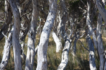 Beach with Trees at Broke Inlet, Walpole WA