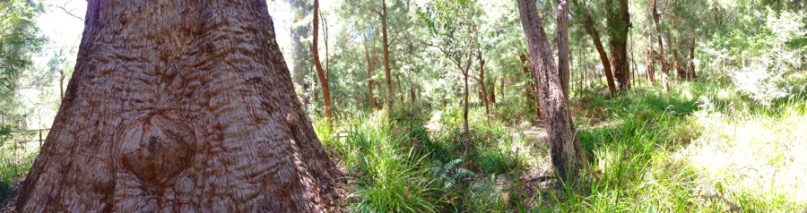 Birts of the South Coast of Western Australia