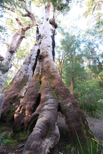 Giant Eucalypt