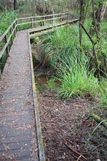 Harewood Forest Bridge