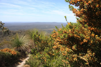 Mount Frankland Wildflower Trail