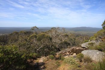 Mount Frankland Trees