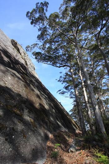 Mount Frankland Trees