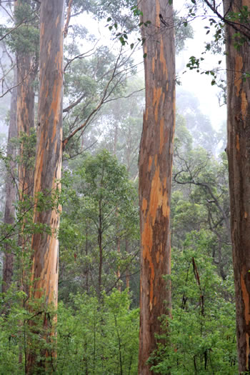 Mount Frankland Karri Trees