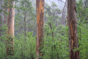 Karri Trees on Mount Frankland