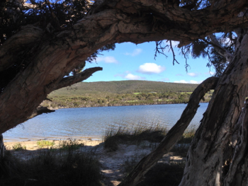 Trees at Taylor Inlet, Nanarup