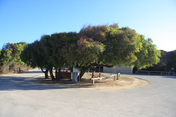 Parry Beach Picnic Area at Parry Beach Campground, William Bay NP