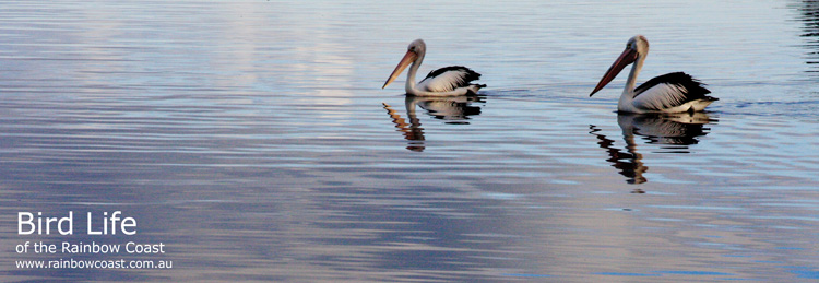 Birdlife on the South Coast of Australia