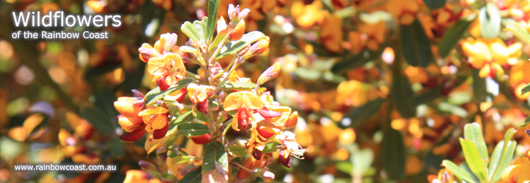 Wildflowers of the South Coast of Western Australia