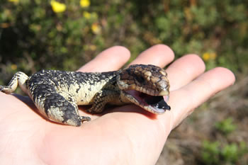 Blue Tongue Lizard Denmark