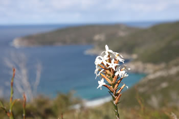 Wildflowers abound near the Shelley Beach Lookout