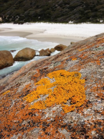 New life on the rocks at Two Peoples Bay