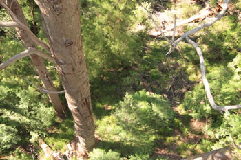 Valley of the Giants Treetop Walk Walkway with Kids