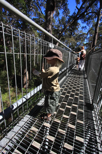 Walking at the top of the Tingle Trees with Kids