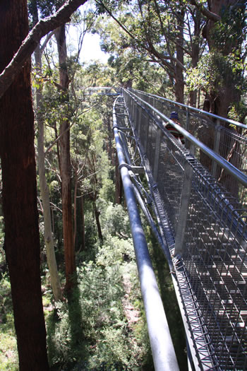Architecturally Designed Treetop Walkway
