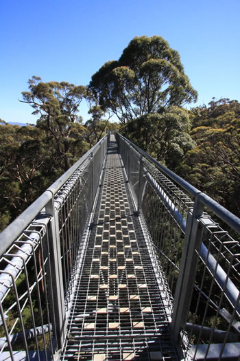 Bibbulmun Track through the Valley of the Giants