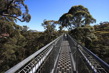 Valley of the Giants Treetop Walkway