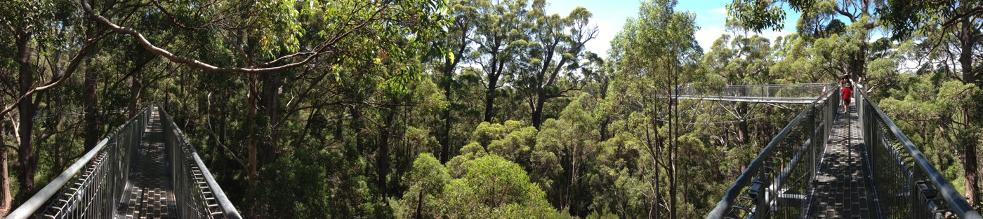 Valley of the Giants Treetop Walkway Panoramic Photo, Walpole Wilderness Area