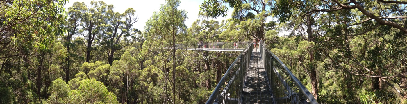 Valley of the Giants Treetop Walkway Panoramic Photo, Walpole Wilderness Area