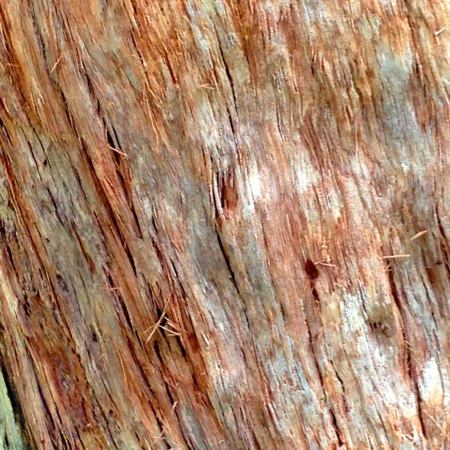 Tree Bark, Valley of the Giants