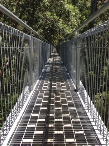 Children's view of the Valley of the Giants Walkway