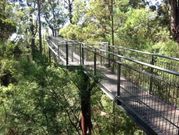 Valley of the Giants Treetop Walk Denmark WA