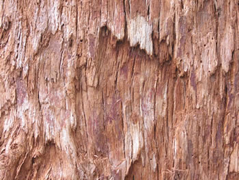 Giant Tingle Tree Bark