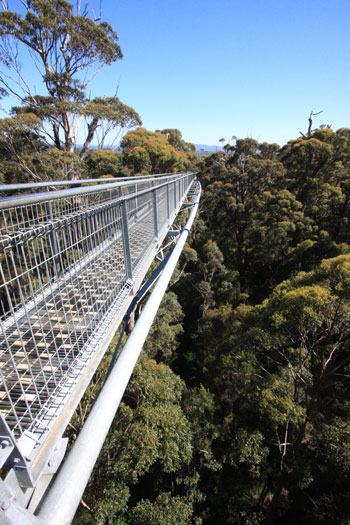 Valley of the Giants Treetop Walk