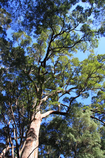 Ancient Forests, Mount Frankland, Walpole, Western Australia
