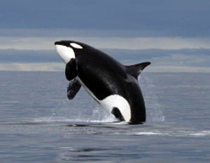 Orca