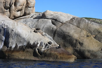 Seals in Albany, WA