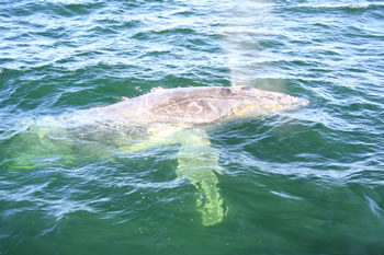 Whale Watching in Albany