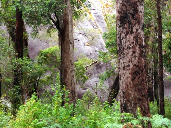 Mount Frankland Wilderness Lookout