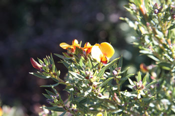 Eutaxia myrtifolia