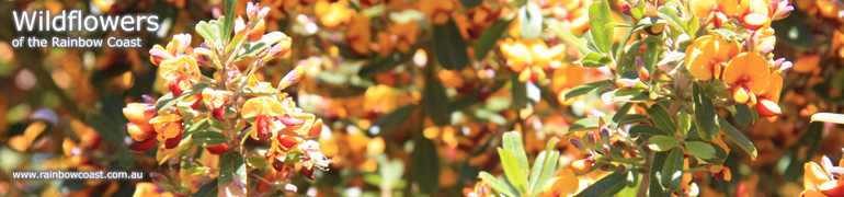 Wildflowers of the South Coast of Western Australia