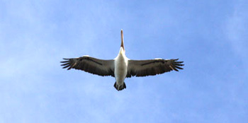 Birds of Denmark