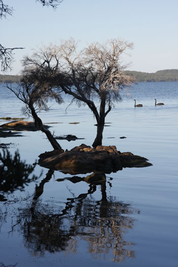 Black Swans on the Wilson Inlet